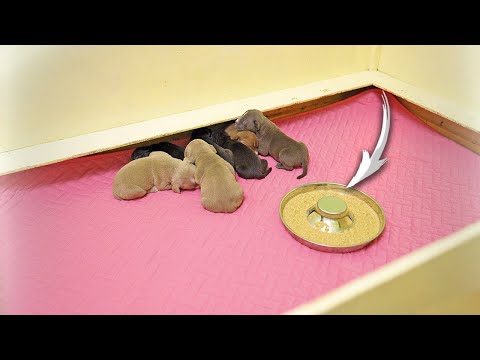 Видео: Щенки не хотят есть! А надо! Как уговорить щенков первый раз в жизни поесть корм?