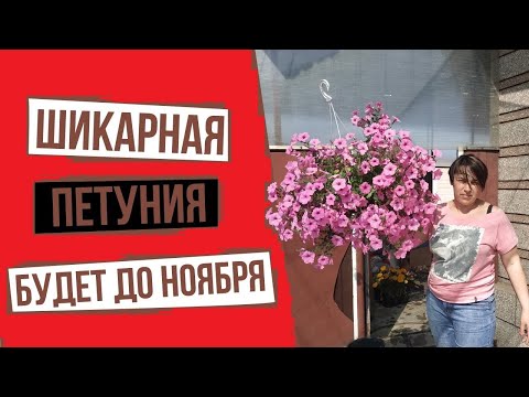 Видео: Что нужно ампельной петунии летом? 5 важных советов! Продолжение.