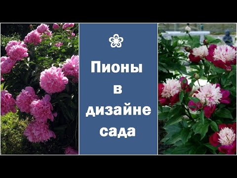 Видео: ❀ Как вписать пионы в дизайн участка ландшафтные хитрости и компаньоны для пионов