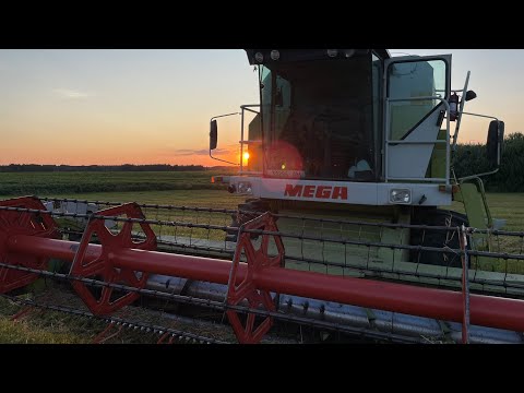 Видео: Молотимо овес.Claas mega 208.