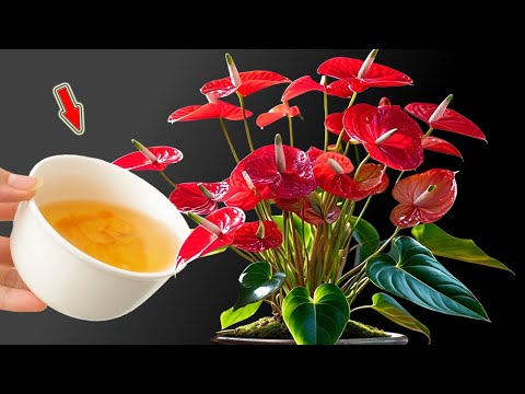 Видео: Налейте 1 стакан на дно! Антуриум без цветов внезапно расцветает сотнями цветов!