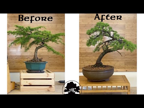 Видео: Рестайл ливанского кедра — бонсай из зеленого дерева