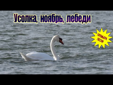 Видео: Минус 4, лёд и белые лебеди: что происходит на Усолке?
