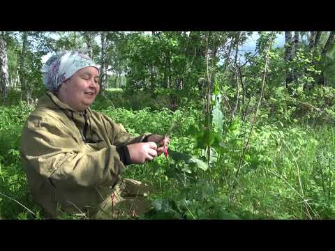 Видео: АВЕЛУК - КОНСКИЙ ЩАВЕЛЬ || Его заготовка