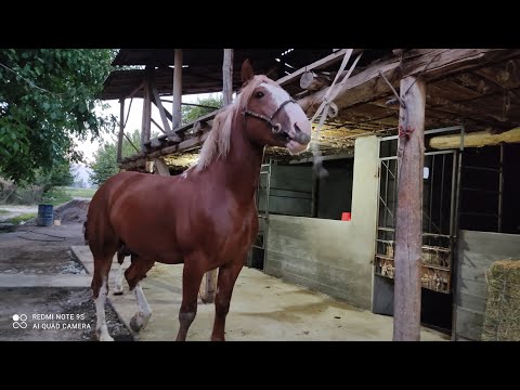 Видео: НУРБЕКТИН АТ КАНАСЫ БУТТУ