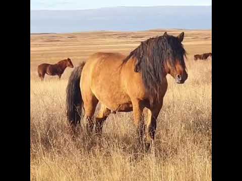 Видео: КХ Кокуй айгырлары