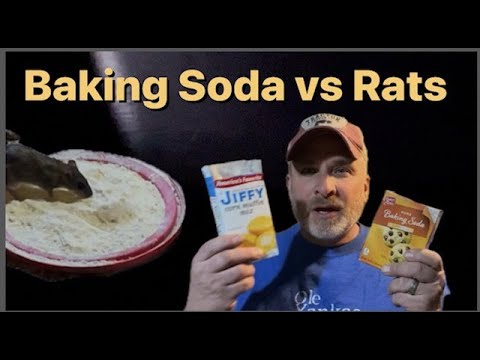 Видео: Как смешать пищевую соду для борьбы с крысами #крысоконтроль #пищеваясода #крысобойник #ферма