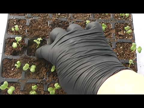 Видео: Рассада капусты, 10 й день после всходов. Первый полив, чем и как.