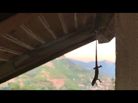 Видео: Our Bulgarian village house - clearing the land | Нашата къща на село - чистим земята ни