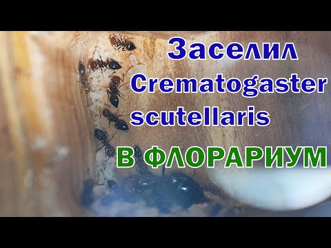 Видео: Заселил снова муравьёв в флорариум. Crematogaster scutellaris в уютном биотопе.