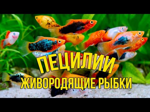 Видео: ЖИВОРОДЯЩИЕ Аквариумные Рыбки ПЕЦИЛИИ для Новичка: всё Главное за 5 минут!