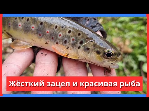 Видео: #92 #форель Открыл сезон по форели