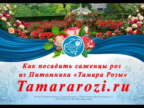 Видео: Как посадить розы купленные в Питомнике Тамара Розы