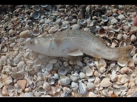 Видео: Пеленгас серфовая ловля горбатая рыбина