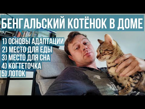 Видео: Бенгальский котёнок Кира — первый день дома | адаптация, игры, лоток | 4K