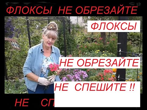 Видео: Флоксы ,не обрезайте ,не спешите.