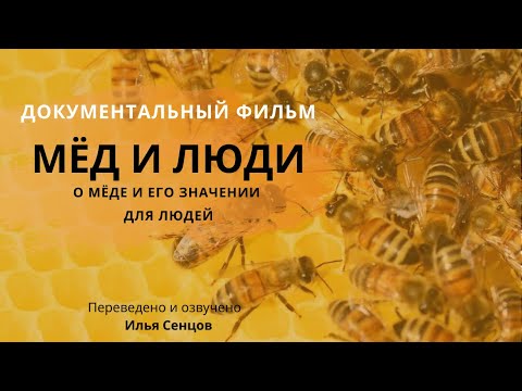Видео: Мёд и люди (французский документальный фильм о пчелах) - Эфиопия, Аргентина, Корсика.