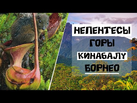 Видео: Непентесы горы Кинабалу Борнео