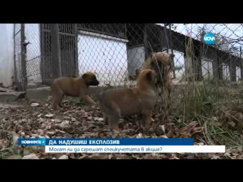 Видео: Могат ли да сгрешат спецкучетата в акция - Новините на Нова (02.12.2015)