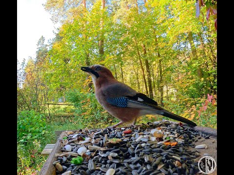 Видео: Сойки на кормушке в начале октября. Eurasian jays at a feeding in early October. Garrulus glandarius