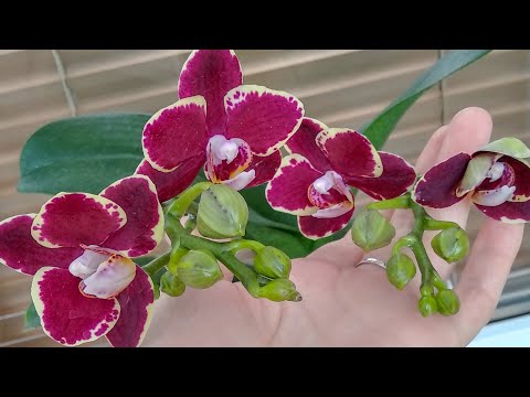 Видео: ПОПШИКАЙ орхидеи БУТОНЫ! ЦВЕТОНОСЫ пышные, больше БУТОНОВ! орхидеи ДАЙ КАПЕЛЬ ЙОДА! полив💯 орхидеи!