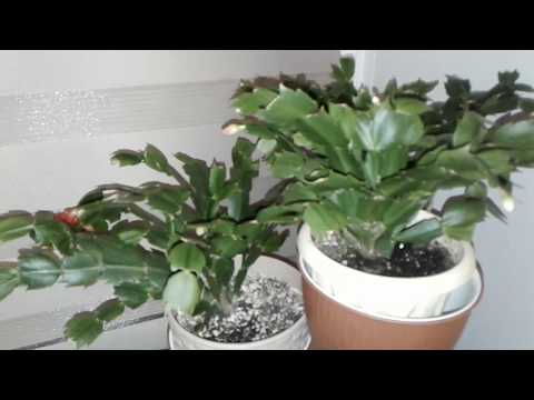 Видео: Способы размножения ШЛЮМБЕРГЕРЫ . результат