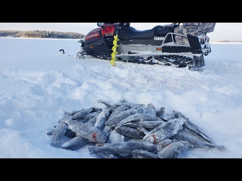 Видео: Сегозеро.Форель зимой.