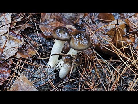 Видео: В первый раз собираю грибы Гигрофоры