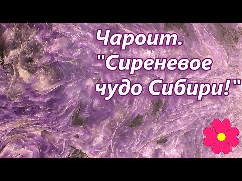 Видео: Чароит.  "Сиреневое чудо Сибири!"
