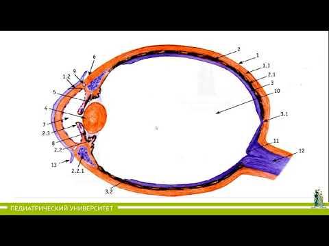 Видео: 22. Орган зрения и орган обоняния