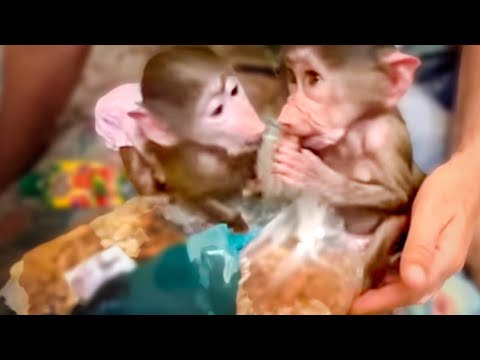 Видео: У Степашки случился ПРИСТУП ЖАДНОСТИ)))