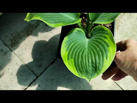 Видео: покупаю хосты