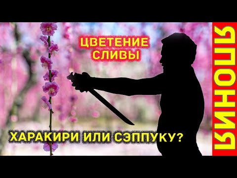 Видео: Цветение японской сливы. Чем харакири отличается от сэппуку. Самые красивые японские храмы.