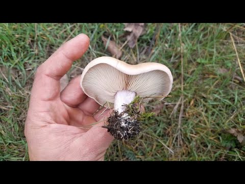 Видео: Пізньоосінні гриби частина 2 (6 листопада 2025)