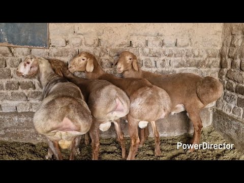 Видео: Супер Кучкорхои зоти Масчински фуруши.  Ватсап 907 49 19 19 