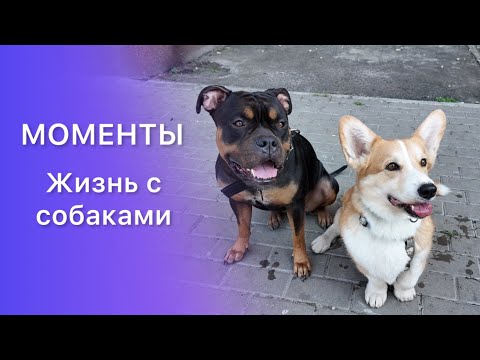 Видео: Жизнь с собаками | Корги и Амбулли 