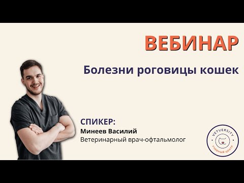 Видео: Вебинар "Болезни роговицы кошек"
