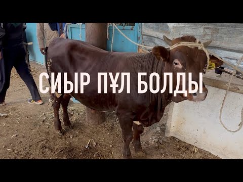 Видео: Жаркент мал базары 