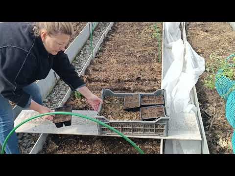 Видео: СИЛЬНАЯ РАССАДА КАПУСТЫ ЛЕГКО ДЛЯ ДАЧНИКА ВЫХОДНОГО ДНЯ | МОЙ ПРОВЕРЕННОЙ СПОСОБ ПОСЕВА