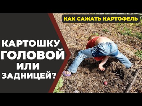 Видео: Соломенное земледелие? Картофель в развал? Или по-старинке?//Живая Баня Иван Бояринцев