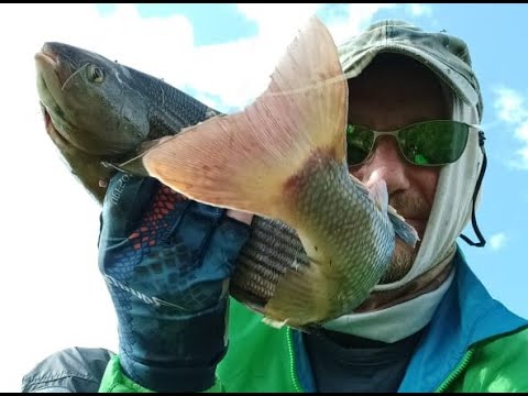 Видео: За сибирским хариусом