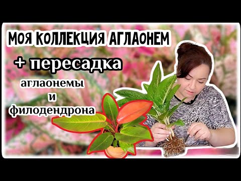 Видео: Обзор мини коллекции аглаонем. Пересадка и уход за аглаонемами