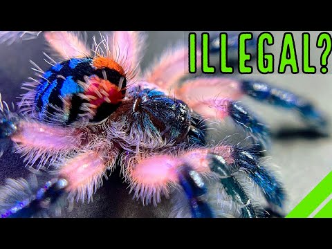 Видео: Является ли Typhochlaena seladonia незаконным видом тарантула?