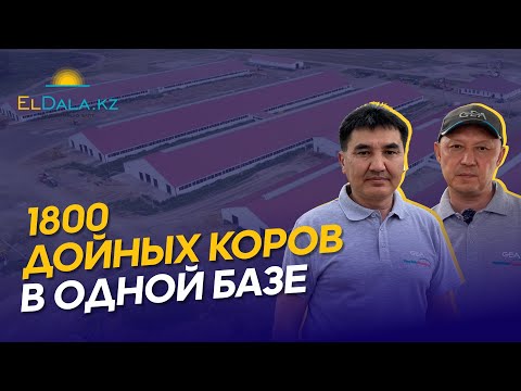 Видео: Как строят самую крупную молочную ферму в Казахстане? Возвышенка-СК