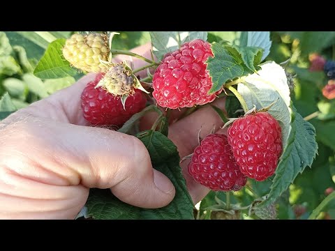 Видео: КУСТЫ ПРОСТО ЛОМЯТСЯ ОТ ЯГОД! НЕ ЗАБУДЬТЕ СДЕЛАТЬ ЭТО С МАЛИНОЙ!