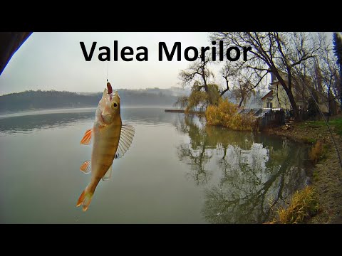 Видео: ОТВОДНОЙ ПОВОДОК ПРИНЁС ОКУНЕЙ. Зимний спиннинг в Комсомольском озере в Кишинёве. Редкие утки ОГАРИ