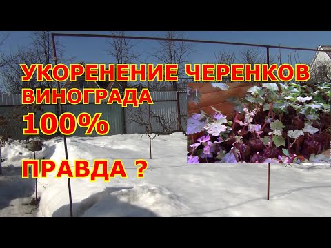 Видео: УКОРЕНЯЕМОСТЬ ЧЕРЕНКОВ ВИНОГРАДА 100 %. ПРАВДА ???