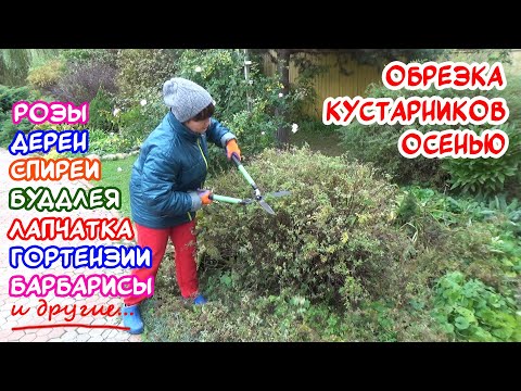 Видео: Обязательная осенняя обрезка кустарников! Что, когда и зачем резать?