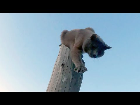 Видео: Дай пять...