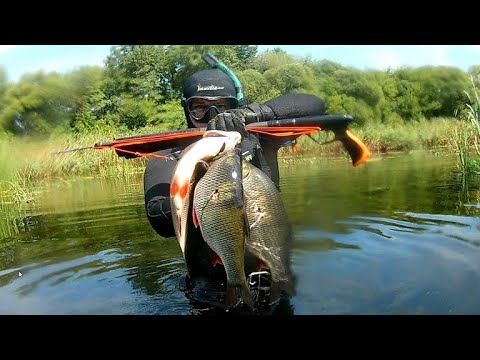 Видео: ПОДВОДНАЯ ОХОТА НА КРУПНЫХ ЯЗЕЙ (ЗДОРОВЕННЫХ)